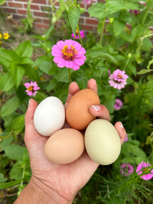 Farm fresh chicken eggs